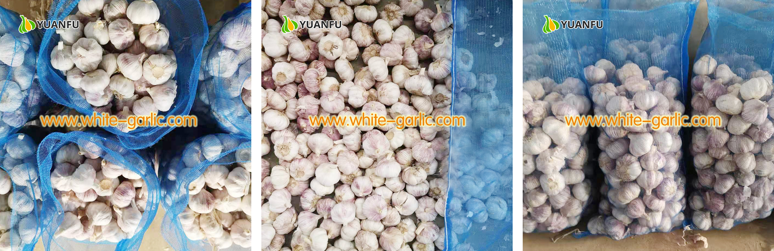 garlic exporters